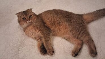 şınşıla: Şotland yastı qulaq — 1