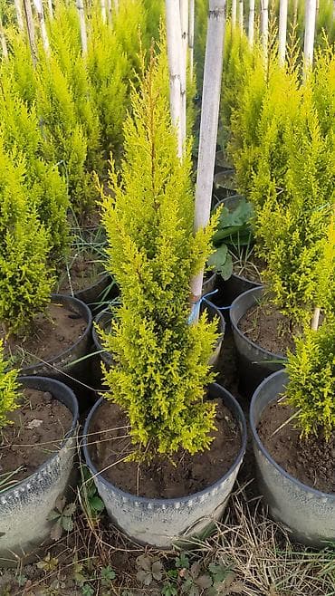 Limonni yolka agacları çox münasib qiymətə satişda dibçəkdə böyüdülmüş