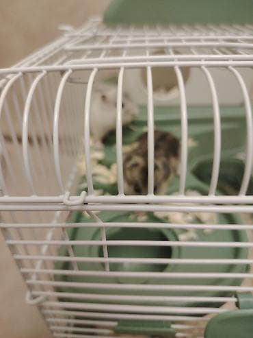 Heyvanlar üçün mallar: Hemstr gefesi icində 2 hemstr birisi ag və gara giyməti 55 aznreal — 1