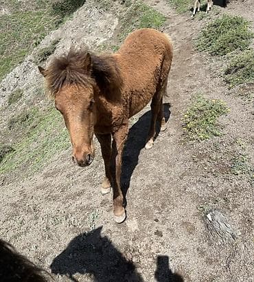 Erkək, Qarabag, il: <1