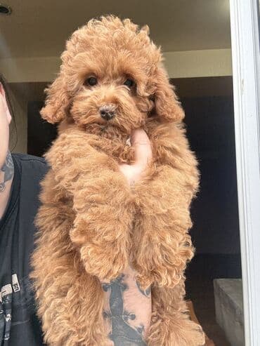 dagistan coban iti: Pudel — 2