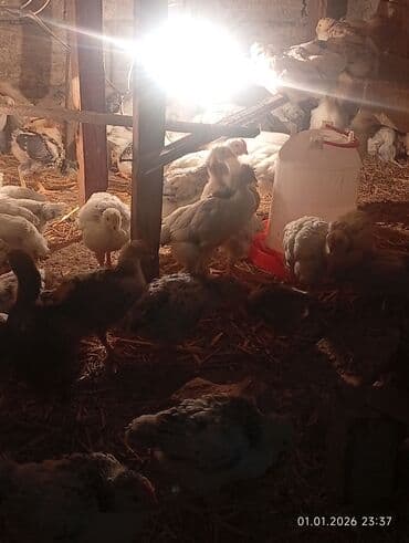 Audi: Куриные цыплята, Для мяса — 4