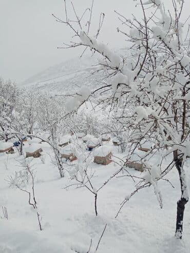 доска объявлений пчелы: Arıçılıq üçün qışladılmış arı ailələri və tam komplekt pətəklər - Dağ — 8
