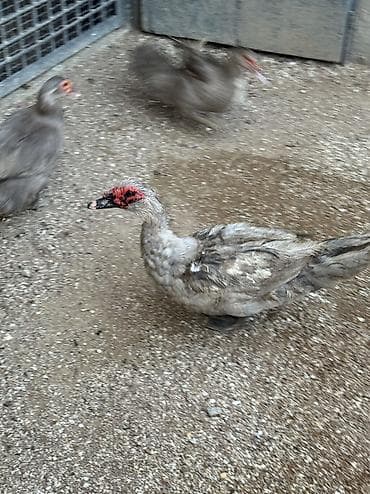 it yemi satisi: Lavanda ördək 2 dişi bir erkək bir dəfə bala veriblər balalığdan — 5