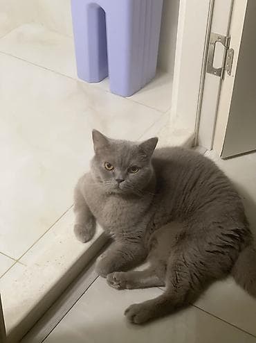 pişik erkek: Britan, Erkək, Yaxşı əllərə, Ünvandan götürmə — 3