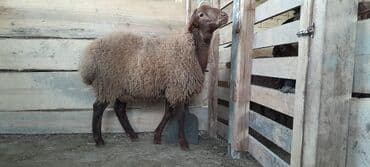 saanen keçi̇ satisi azerbaycanda: Togluların biri 8aylıq biri 6 aylıqdı damazlıga yararlıdır qiymetleri — 8