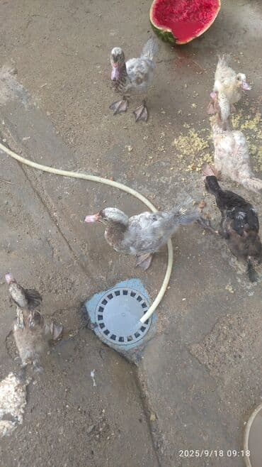 ördək balası satışı: Məhsul: Ördək balaları (6 ədəd) Təsvir: - Şəkillərdə müxtəlif rəng — 10