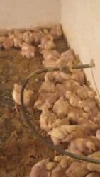 Ətlik, Rayonlara çatdırılma