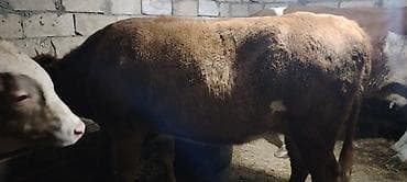 mal qara fermalari: Salam.1 ci qarın 5 aylıq boğaz simental və limuzin cinsi mələzi. Çox — 3