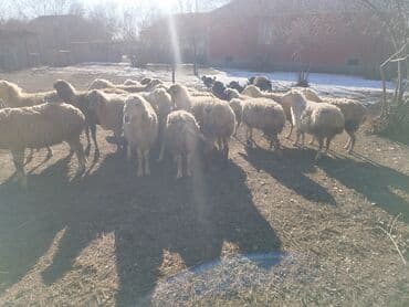 qoyun qiyməti 2024: Qoyunlar — 2