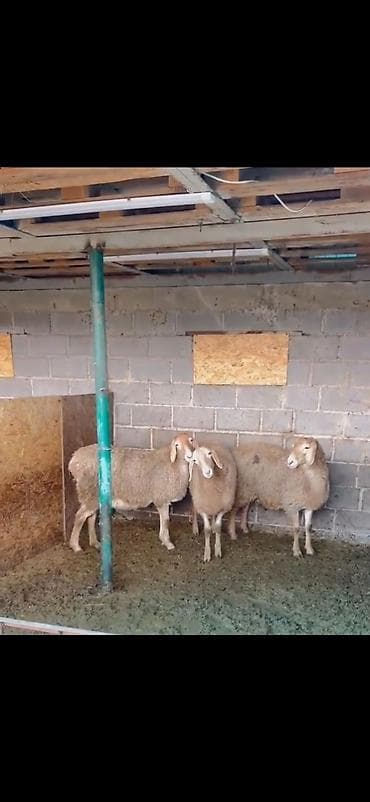 Yemlər: Satılır: 3 baş qoyun - Cins: ehtimalən ətlik/südlük yerli qarabaş tip — 3
