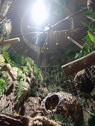 cex qus: Unikal şaquli terrarium/volyer – dekorativ ağac gövdəsi və təbii — 8