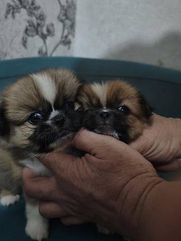 ağ afcarka: Pekines, 3 ay, Ünvandan götürmə — 3