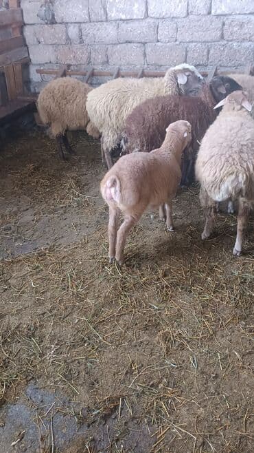 heyvanlara verilən adlar: Salam aleyküm ünvan bakı binə atclık qiymeti 205 mantdan 280 manata — 5