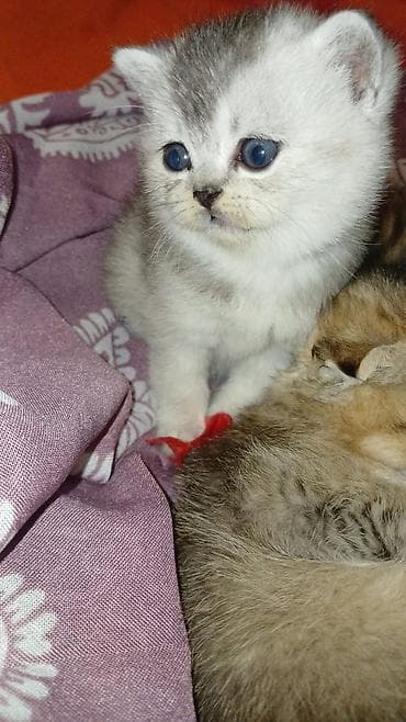 Pişiklər: Britan — 7