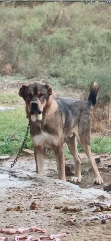 отдам в хорошие руки маленькую собачку: Qurdbasar, 2 il, Erkek, Peyvəndli, Pulsuz çatdırılma — 3