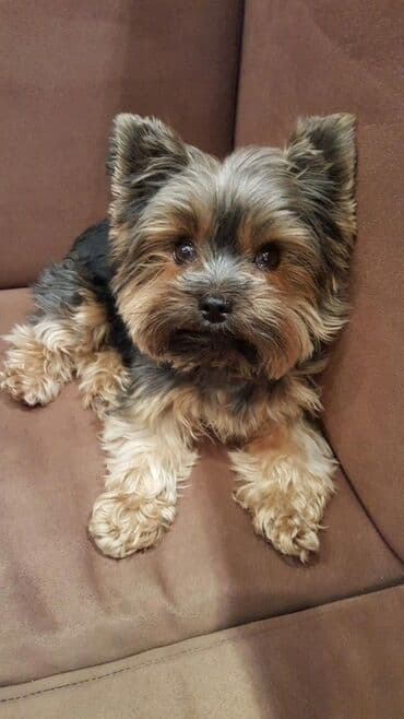 маленькие собаки в баку: Йоркширский терьер, 10 месяцев, Самец, С прививками, Бесплатная доставка — 3