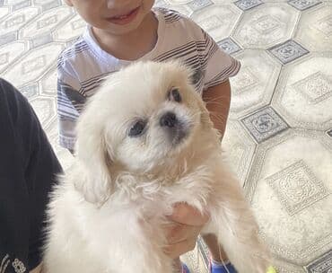 itler pudel: Pekines, 3 ay — 2
