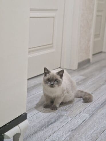 morj haqqinda melumat: Britan — 4