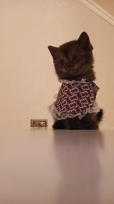 qold pişik: Britan, Erkək, Ünvandan götürmə, Ödənişli çatdırılma — 3