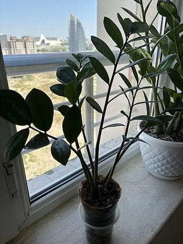 yaz gülləri: Zamioculcas zamiifolia (ZZ plant) – dekorativ otaq bitkisi - Parlaq — 10