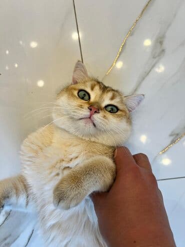 Lincoln: Шиншилла, Самец, Бесплатная доставка — 2