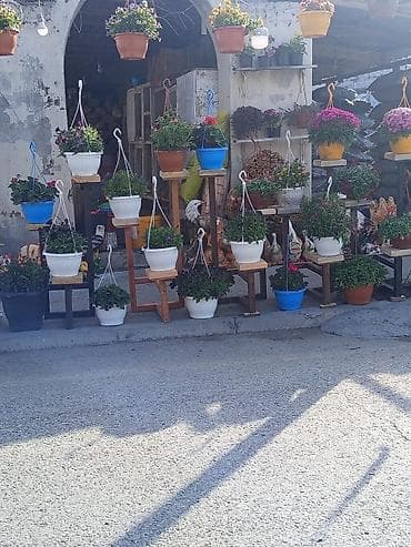 07 sekilleri: Sərgi stendi, Taxta, Zəmanətsiz, Kredit yoxdur — 4