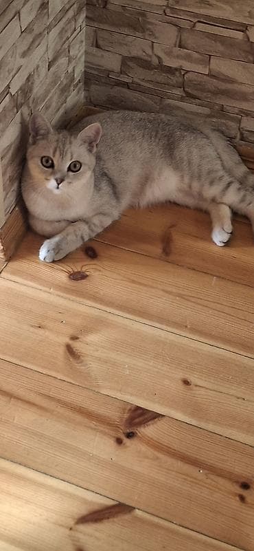 pişik cutlesdirmek: Britan Erkək 5 aylıq sağlam pişikdi vaksini qurd dərməanı olunub.arada — 5