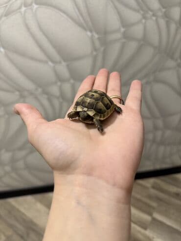 Mini quru balaca tısbağalar - Sakit, səs‑küyə dözümlü və asan qulluq lalafo.az -da Mini quru balaca tısbağalar - Sakit, səs‑küyə dözümlü və asan qulluq