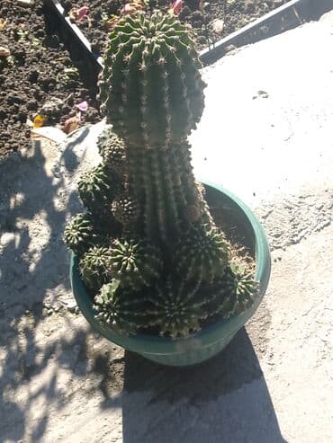 Quruducular: 9 illik kaktus — 3