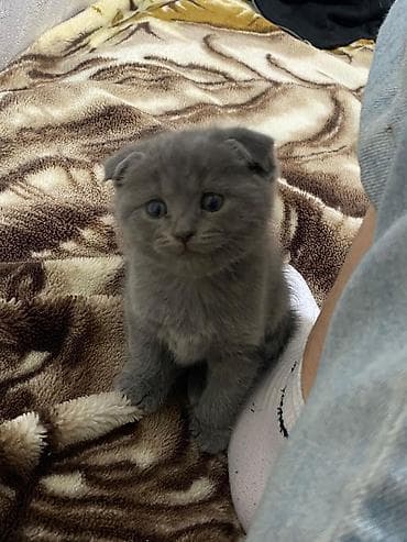 sirin pisikler: Şotland yastı qulaq, Erkək — 2