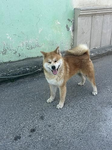 heyvan it: Akita-inu, 5 ay, Erkek, Peyvəndli, Ödənişli çatdırılma — 4