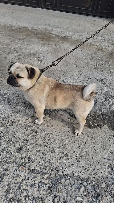 Mops, 1 il, Erkek lalafo.az -da Mops, 1 il, Erkek