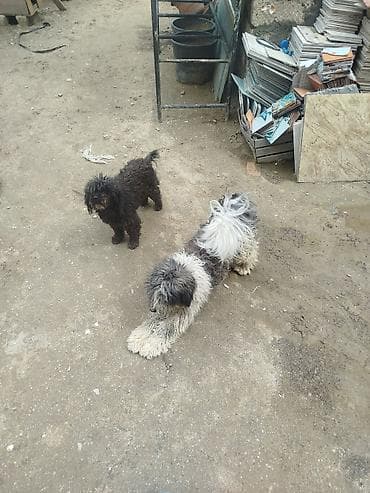 dok it: Peyvəndli — 4