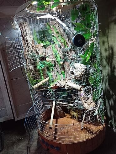 cex qus: Unikal şaquli terrarium/volyer – dekorativ ağac gövdəsi və təbii — 4
