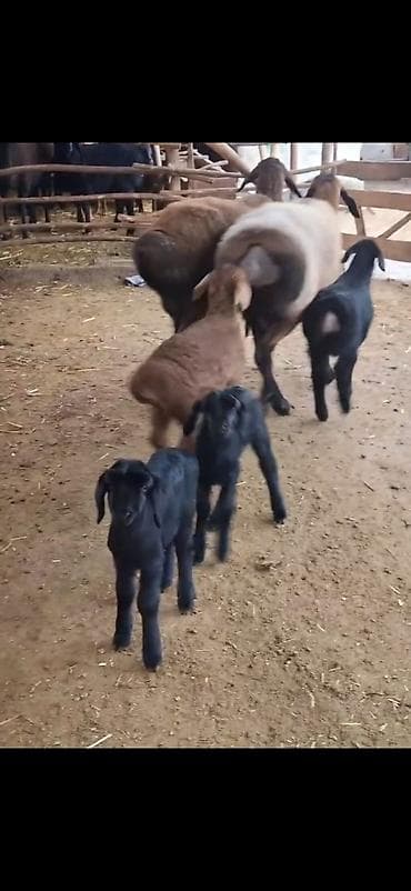 пудель в добрые руки: Məhsul: Qoyun sürüsü – ana qoyunlar və quzular Təsvir: - Yerli — 3