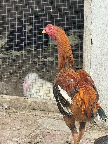 Aseel tipli xoruz 9 aylıq saglam ban vurur - Rəng: qızılı-qara ağ — 1
