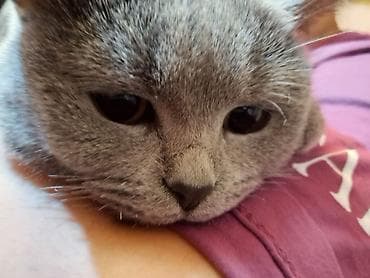 mavi rus pişiyi: Britan, Dişi — 3