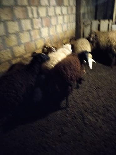 qoyun quzu: Qoyun sürüsü – ət və damazlıq üçün - Şəkillərdə qapalı tövlədə — 2