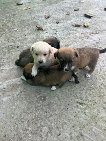 домик для большой собаки: 1 ay, Peyvəndli — 1