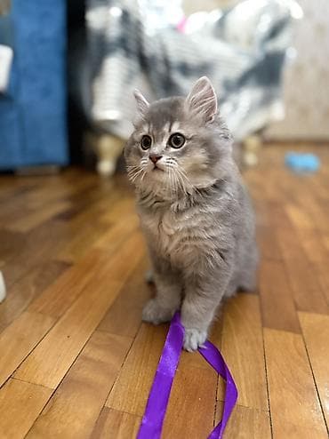 it pişik: Erkək, Ünvandan götürmə — 3