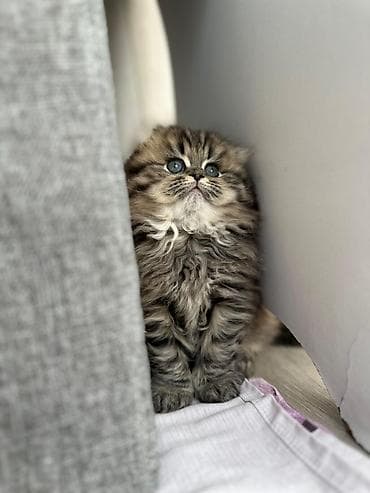 Britan, Pulsuz çatdırılma