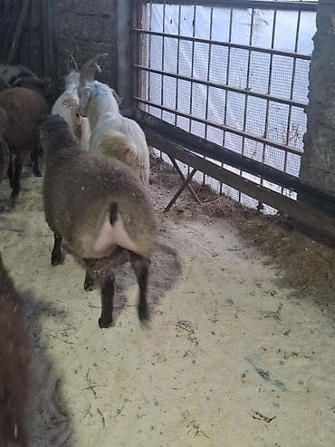 Птицы: Qoyunlar – ətlik-yunlu, quyruqlu tip Məhsul təsviri: - Şəkillərdə iri — 6