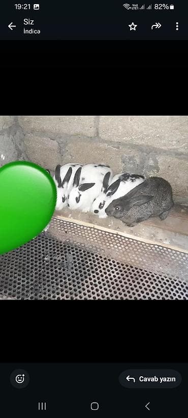 4dedi 4 bogazdi . disdi