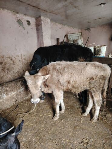 simental erkek dana: Erkey danadi sort maldi 6 ayligdi zeng catmasa vapcatla zeng vur bos — 1