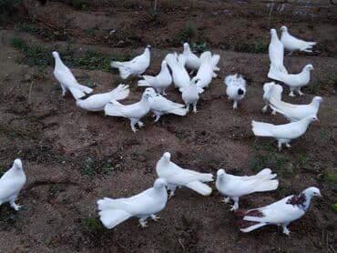 qu quşu: Enniquyruğlar satılır. Hazır Cütlərdə var təklərdə biri 20 manat sec — 1