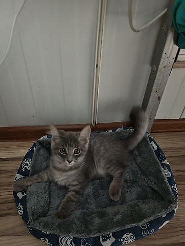 mal qara: 🐱 Şotland pişiyi satılır ✨ Şirin və baxımlıdır 🥰 📦 Üstündə olan — 1