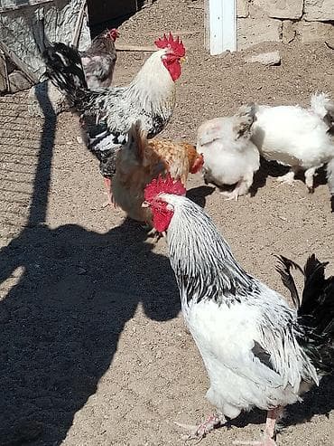 heyreti xoruzu: Məhsul: Ayaqları tüklü xoruzlar (fotoşəkillərdə görünən müxtəlif — 5