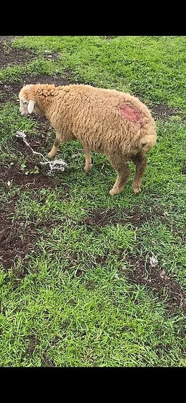 balaca meymun satisi: 6 dene quzudu 5 dişi 1 erkey — 1