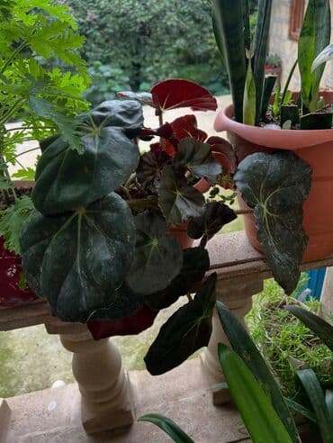 сколько стоит пальма в горшке: Butun guleri endirimnen satiram ancag xanimlara satiw olur — 27